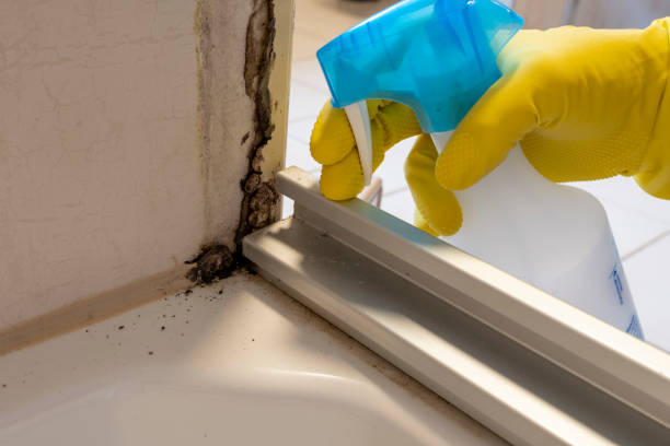 Best White Mold Remediation in USA